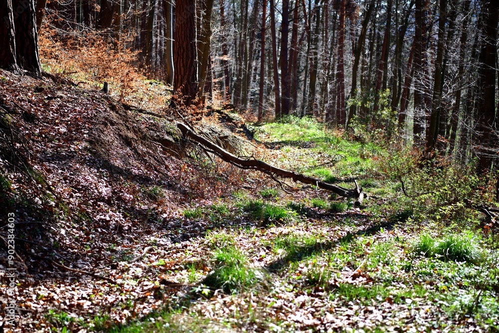 A fallen tree with roots and a stump in the forest after storm