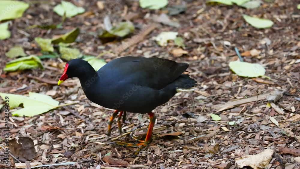 Hawaiian Gallinule at Melbourne Zoo Hawaiian Gallinule at Melbourne Zoo