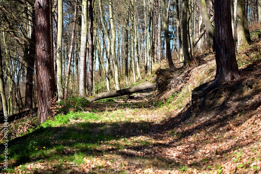 A forest hiking path with fallen trees across it