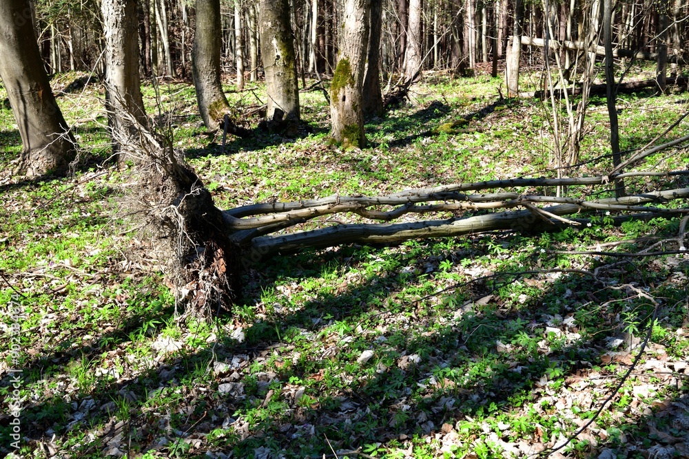 A forest hiking path with fallen trees across it