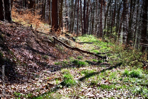 Obraz na płótnie A fallen tree with roots and a stump in the forest after storm w salonie