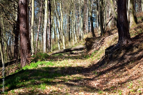 Obraz na płótnie A forest hiking path with fallen trees across it w salonie