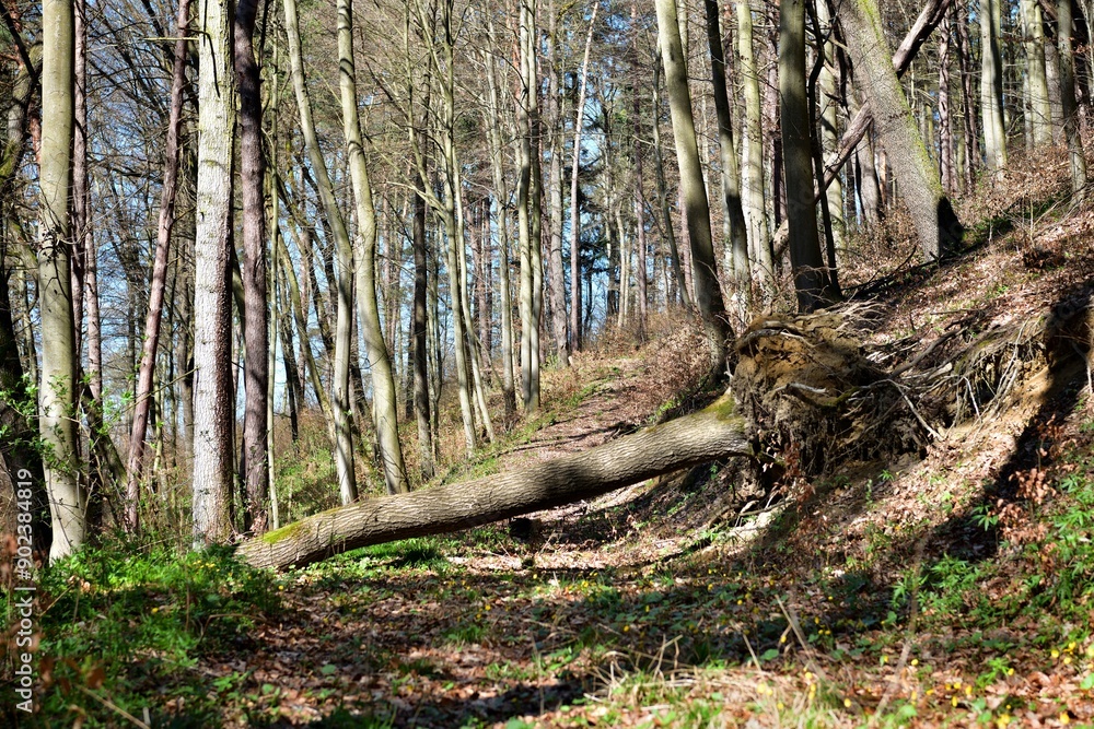 A forest hiking path with fallen trees across it
