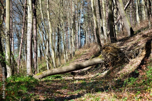Obraz na płótnie A forest hiking path with fallen trees across it w salonie
