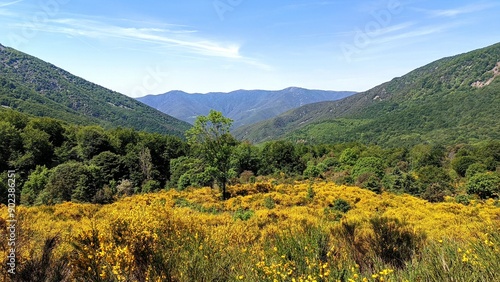 Tree in the middle of yellow bushes and mountain background