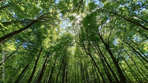 Forest bath