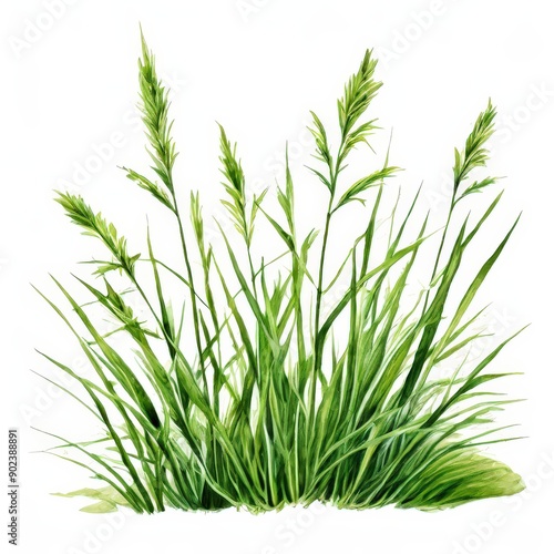 the AI Image Generator, Nutsedge with a white background, © boying