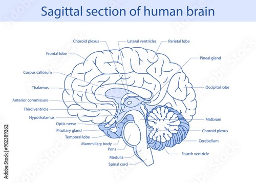 Vector diagram of the internal anatomy of the human brain. Sagittal incision of the brain. Medical infographics.