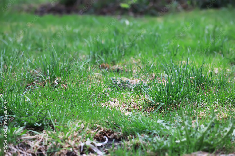 Fresh Green Grass Field with Patches and Natural Texture for Backgrounds and Nature Themes Fresh Green Grass Field with Patches and Natural Texture for Backgrounds and Nature Themes
