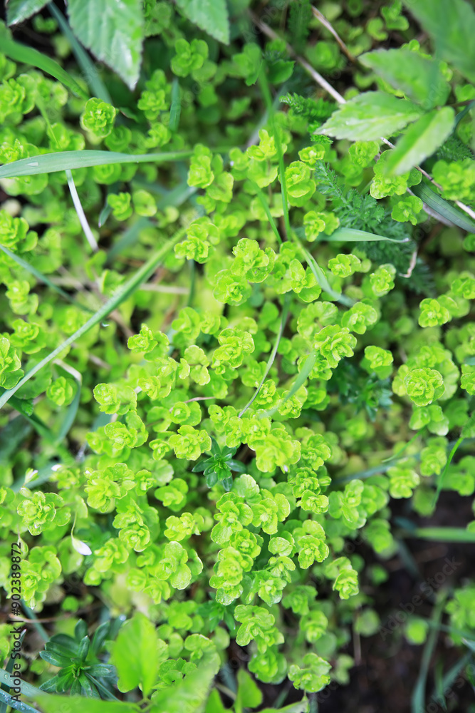 Bright Green Foliage in Spring Garden - Fresh and Lush Natural Background Bright Green Foliage in Spring Garden - Fresh and Lush Natural Background