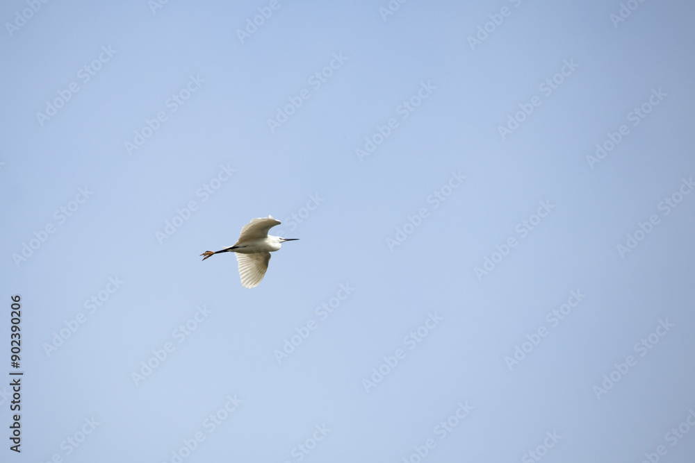 Great egret (Ardea alba) flying in the blue sky. Bird, animal idea concept. Ornithology. Great egret (Ardea alba) flying in the blue sky. Bird, animal idea concept. Ornithology.