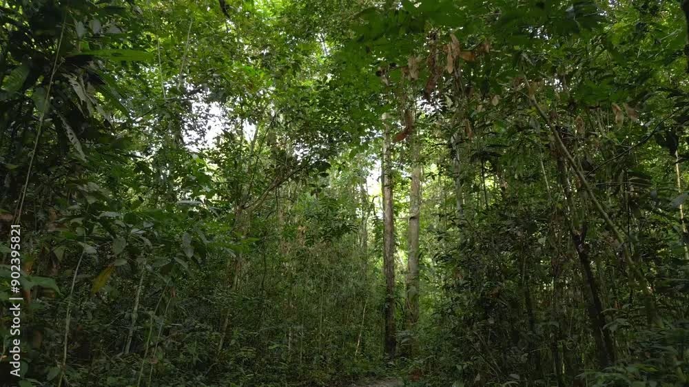 Video of the Amazon rainforest inside, trails in the middle of the jungle, surrounded by forests with white sand floors, Amazon rainforests, recorded in high definition, varillal forest Video of the Amazon rainforest inside, trails in the middle of the jungle, surrounded by forests with white sand floors, Amazon rainforests, recorded in high definition, varillal forest