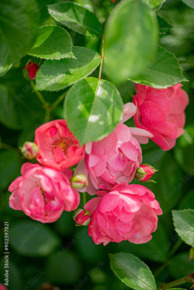 nice roses in the garden nice roses in the garden