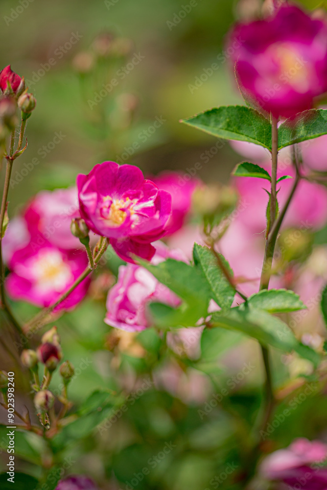 nice roses in the garden nice roses in the garden