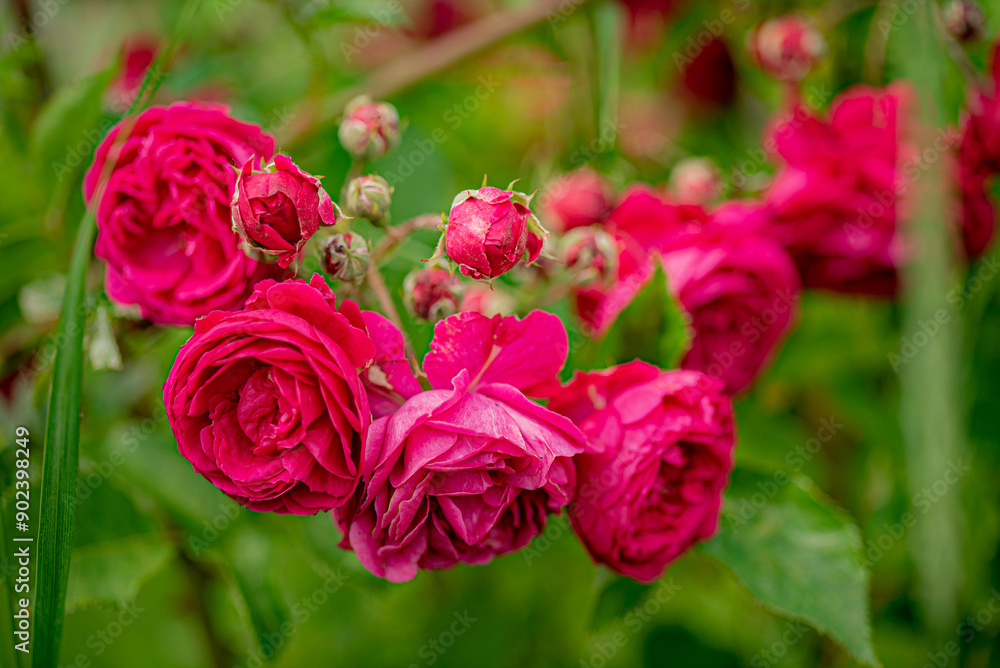 nice roses in the garden nice roses in the garden