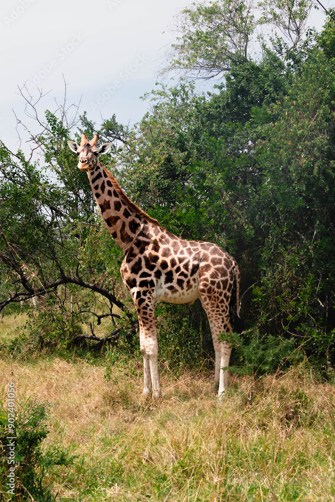 Close up of giraffes on a ugandan safari Close up of giraffes on a ugandan safari
