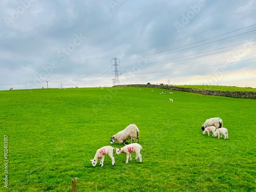 sheep in the field