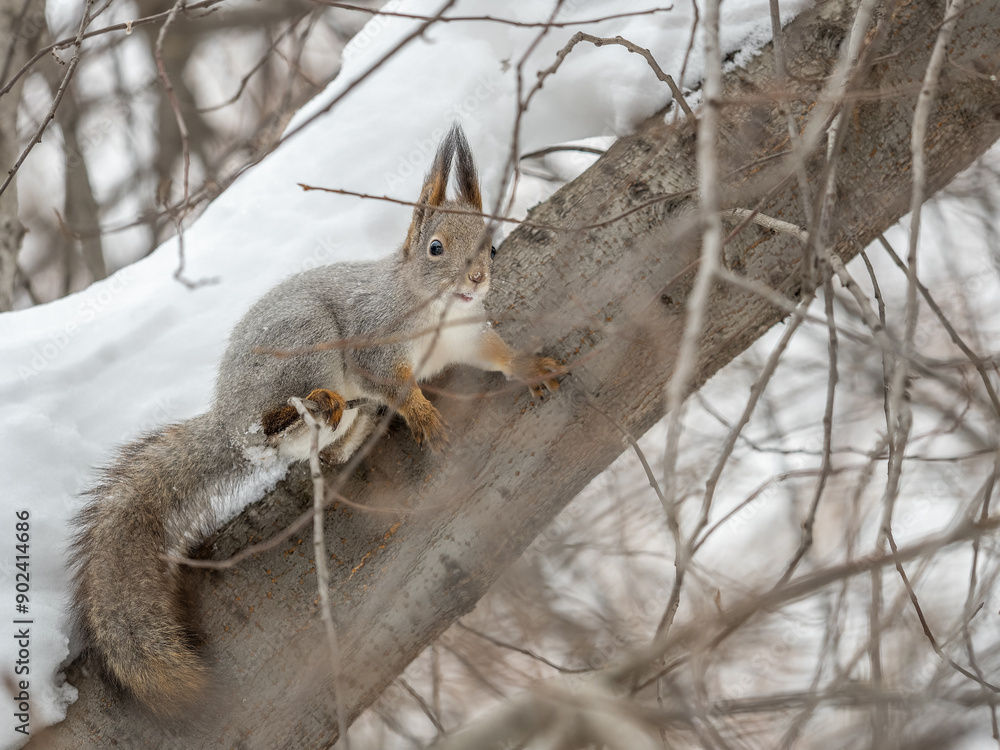 The squirrel sits on a branches without leaves in the winter or autumn The squirrel sits on a branches without leaves in the winter or autumn