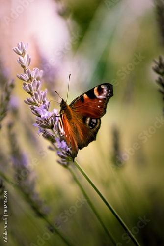 butterfly on a flower