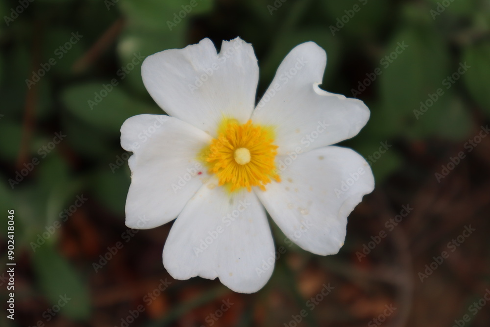 White violet with green leaves in the garden