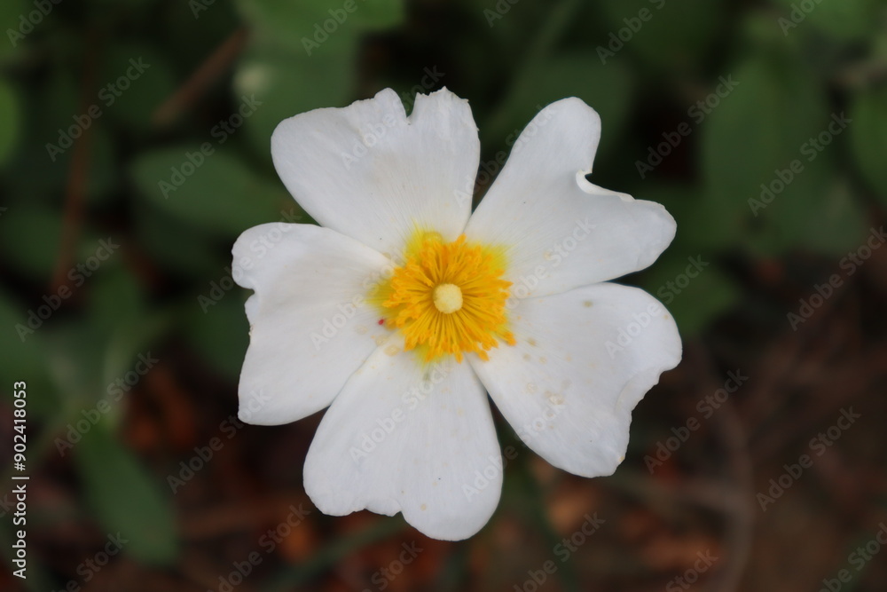 White violet with green leaves in the garden White violet with green leaves in the garden
