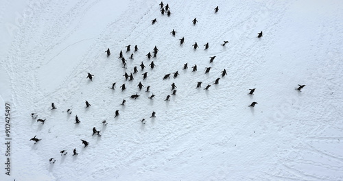 Photography Fly over Gentoo penguins relax on snow covered field aerial