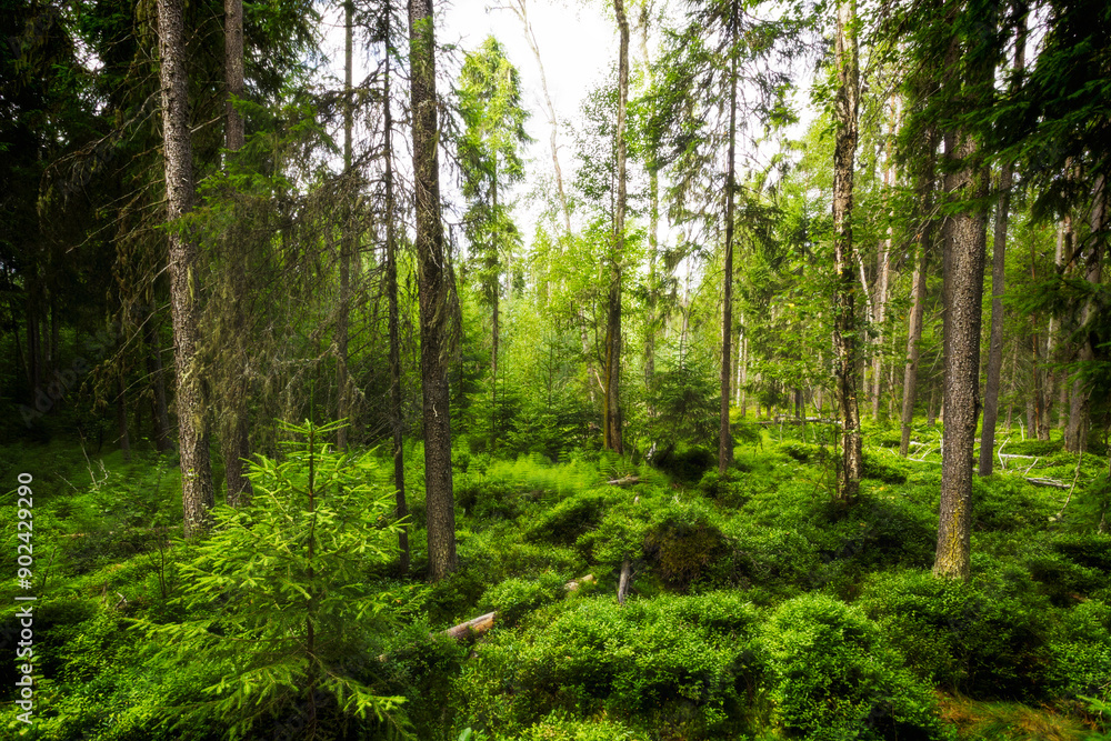 View from a peat bog in the Carpathian Mountains View from a peat bog in the Carpathian Mountains