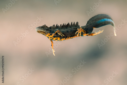 Close-up of a male great crested newt (Triturus cristatus) photo