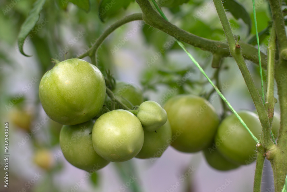 Unripe green tomatoes hang on branches in a greenhouse