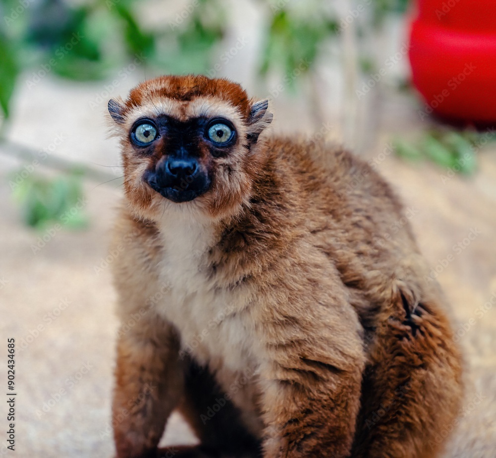 Photo shot of a shy looking lemur