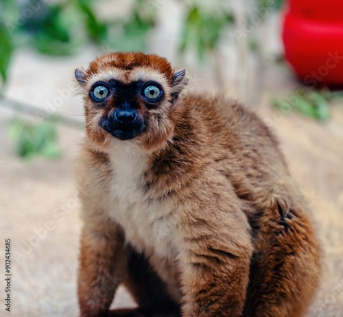 Obraz na płótnie Photo shot of a shy looking lemur w salonie