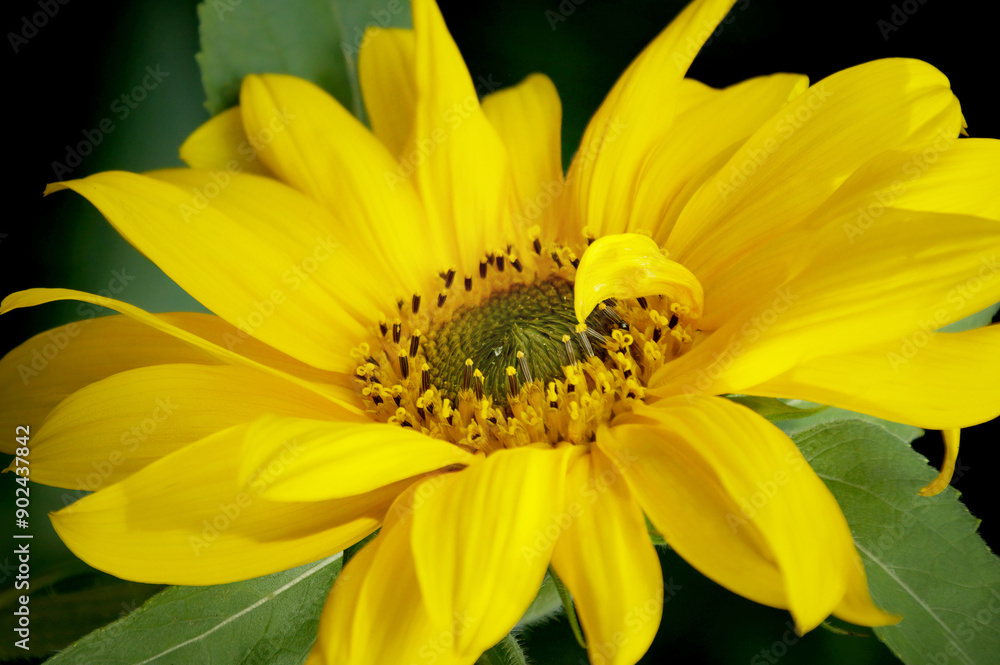 A large yellow sunflower in full bloom A large yellow sunflower in full bloom