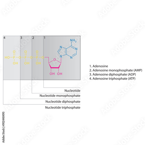 Diagram of nucleotide - Adenosine  mono, di and trip phosphate skeletal structure schematic illustration, Nucleoside molecule.
