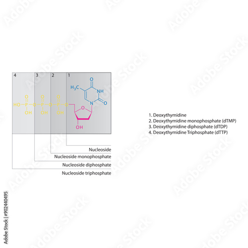 Diagram of nucleoside - Deoxythymidine  mono, di and trip phosphate skeletal structure schematic illustration, Nucleoside molecule.