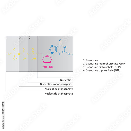 Diagram of nucleotide - Guanosine  mono, di and trip phosphate skeletal structure schematic illustration, Nucleoside molecule.