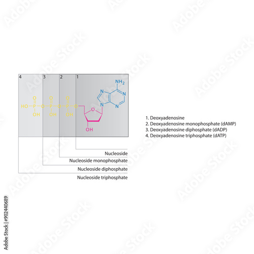 Diagram of nucleoside - Deoxyadenosine  mono, di and trip phosphate skeletal structure schematic illustration, Nucleoside molecule.