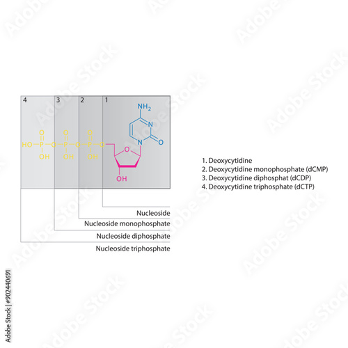Diagram of nucleoside - Deoxycytidine  mono, di and trip phosphate skeletal structure schematic illustration, Nucleoside molecule.