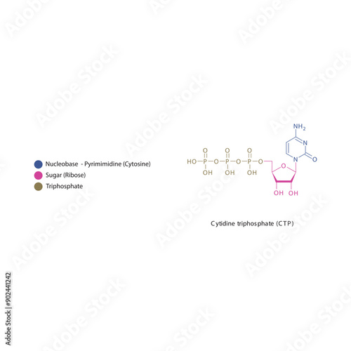 Cytidine triphosphate (CTP) skeletal structure schematic illustration, Nucleoside molecule.
