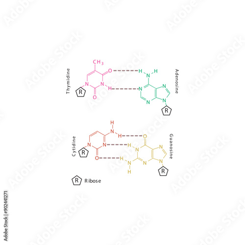 Diagram showing hydrogen bonds between DNA nitrogenous bases - Cytidine, Guanosine, Adenosine, Thymidine. simple schematic illustration.