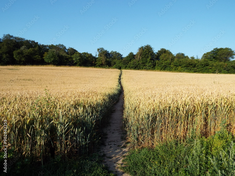 field of wheat with a path running through field of wheat with a path running through