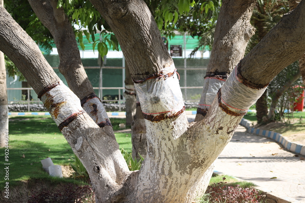 Fototapeta premium In Multan, Pakistan, trees are painted white under the trunk to protect them from disease. and is closed with an envelope between the stems. Diseases of trees. Beautiful 4k Footage.