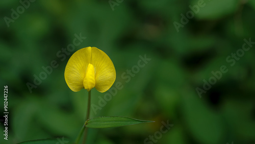 close-up view of yellow Arachis duranensis plant flowers with a blurred background with white space to the right of the flower photo