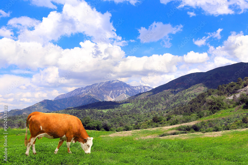 Cow grazing in a mountain meadow in Chimgan mountains, Tashkent region, Uzbekistan. View of idyllic mountain scenery in Western Tien Shan Mountains with green grass and red cow on sunny day Cow grazing in a mountain meadow in Chimgan mountains, Tashkent region, Uzbekistan. View of idyllic mountain scenery in Western Tien Shan Mountains with green grass and red cow on sunny day