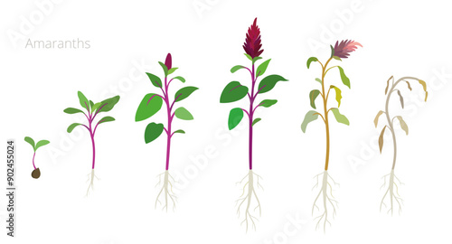 Vector Illustration of Amaranth Growth Stages. Include wilted and dried plants