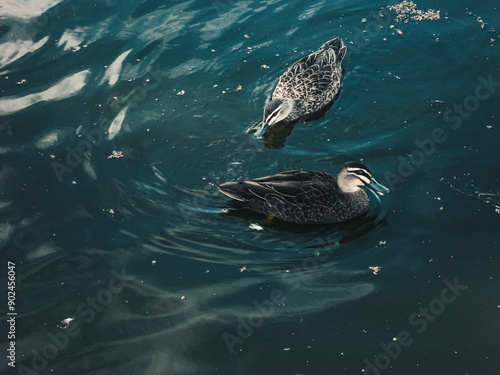 Ducks in the water photo