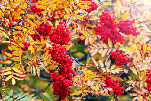 Rowan branches with red berries and yellow leaves in sunny weather