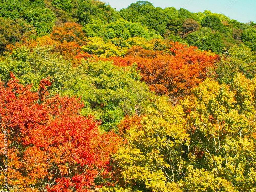 秋の黄葉と紅葉の森風景 秋の黄葉と紅葉の森風景