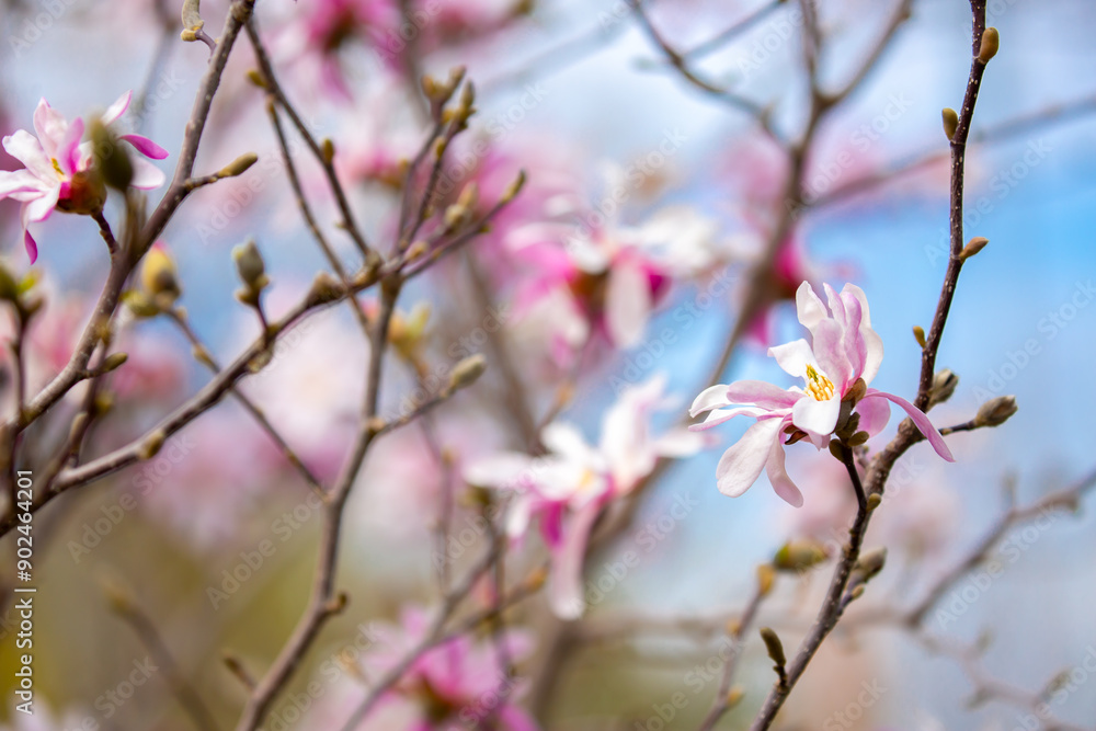 Blooming magnolia in spring. Beautiful buds of pink flowers close-up with blurred space for text. Blooming magnolia in spring. Beautiful buds of pink flowers close-up with blurred space for text.
