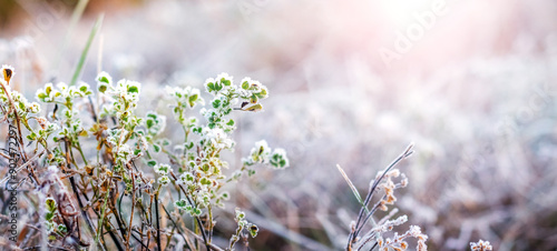 Frost-covered thickets of grass and weeds in a meadow in sunny weather photo