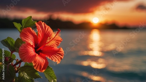 Sunset hibiscus flower in bloom by the ocean